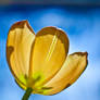 Tulip in the sky