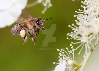 Honeybee at work