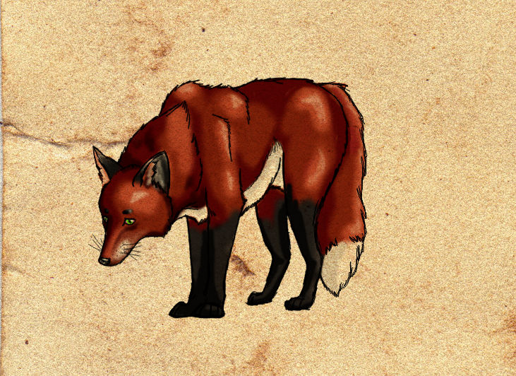 Red Fox