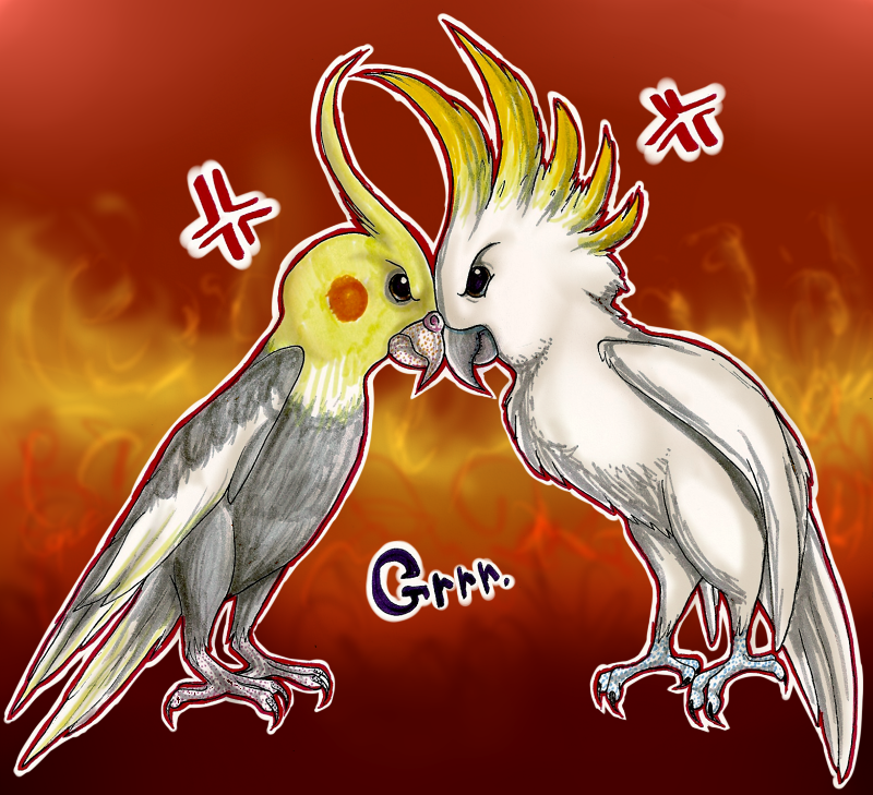 Cockatoo cockatiel deals