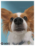Papillon Portrait by Nestly