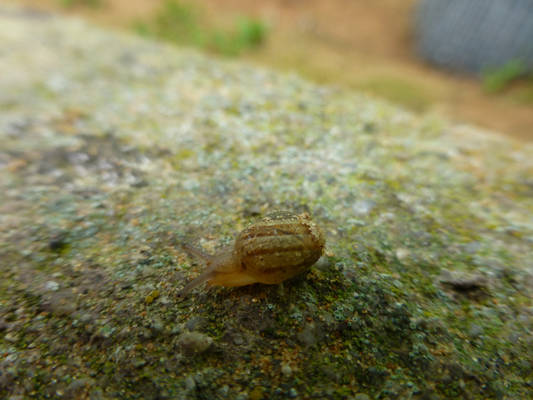 Cute Tiny Baby Snail