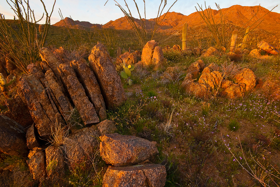 Sonoran Spring