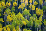 Aspens by TrentLarsonphoto