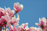 Magnolia by meikon