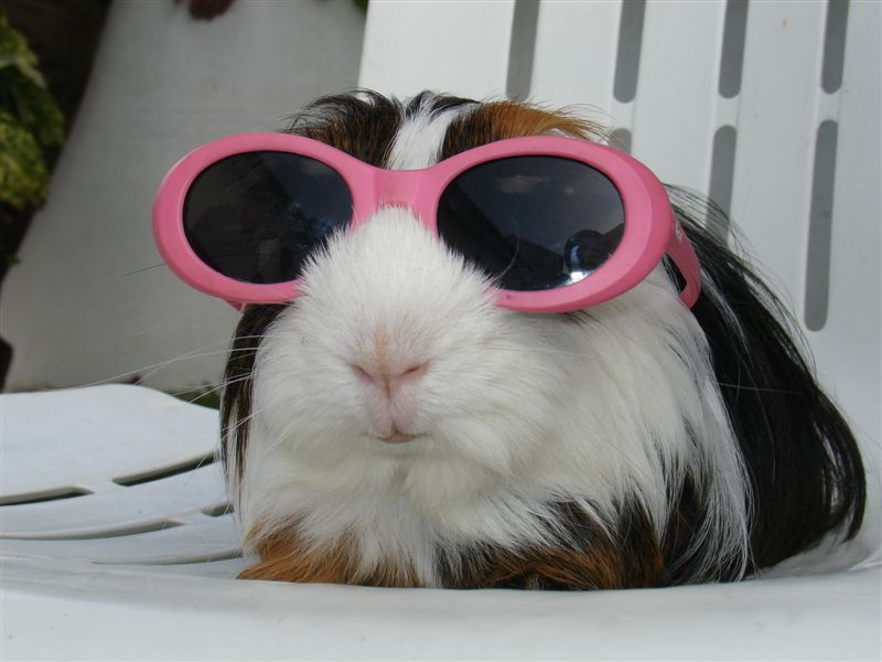 My guinea pig sunbathing