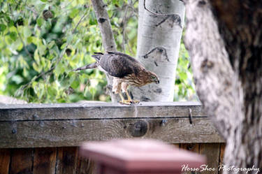 Keeping an eye on the food