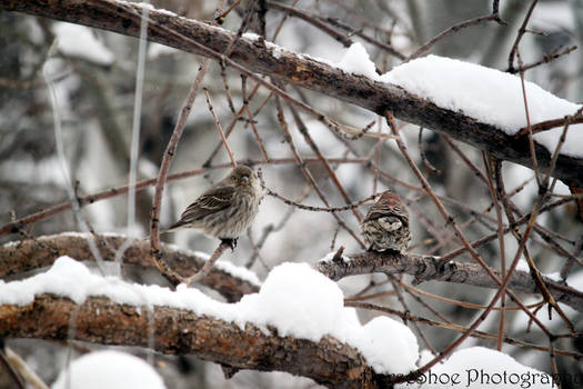 Bird butt and friend