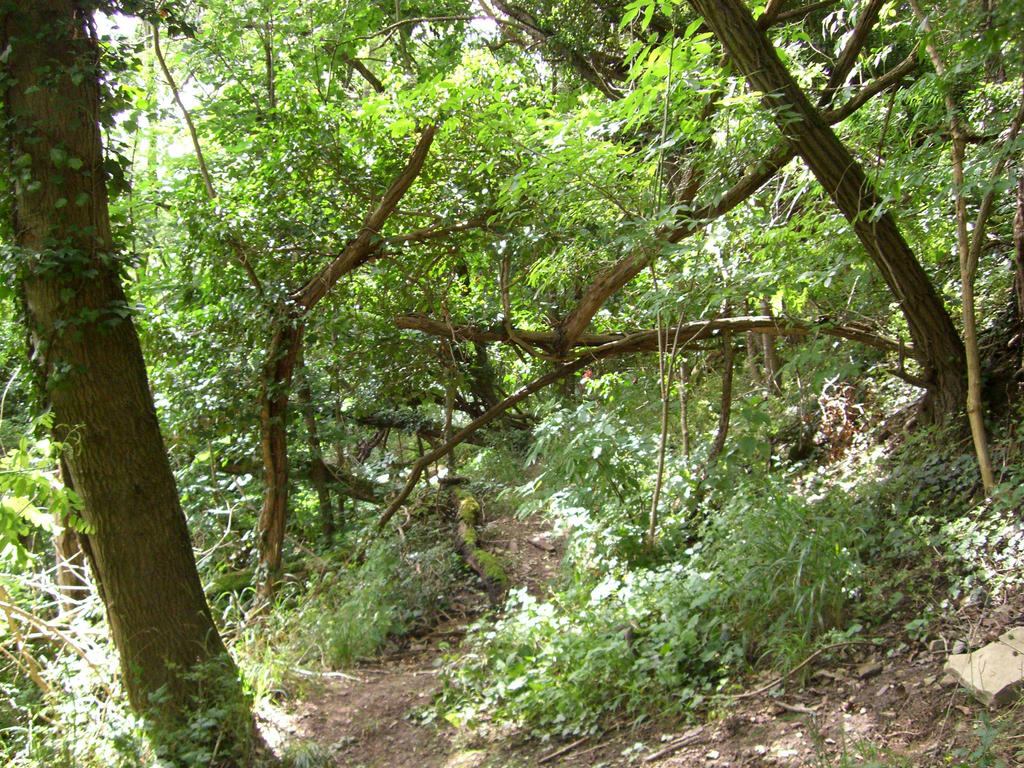 Overgrown Forrest Overgrown forest path by dark-rose89 on DeviantArt