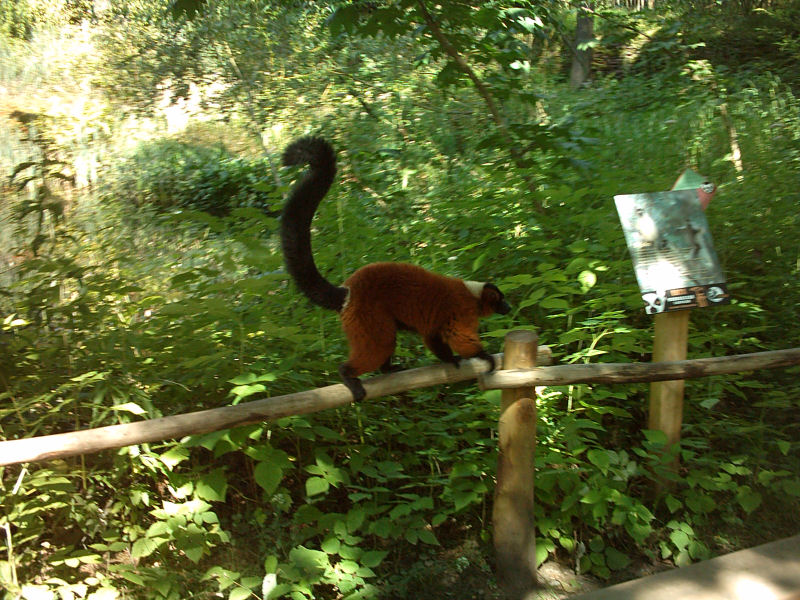 Red ruffed lemur