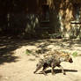 Blijdorp: Spotted Hyena