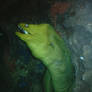 Blijdorp: Green Moray Eel