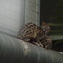 Hoenderdeall: Common Genet