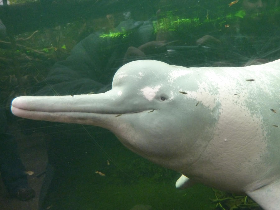 Freshwater dolphin
