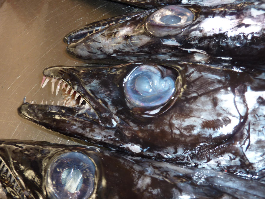 Black Scabbard Fish By Ssjgarfield On Deviantart Black Scabbard Fish By Ssjgarfield On Deviantart