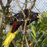 Crested Oropendola