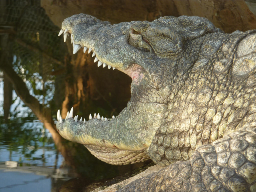 Yawning Crocodile