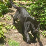 Edinb. Zoo: Mowgli the Jaguar