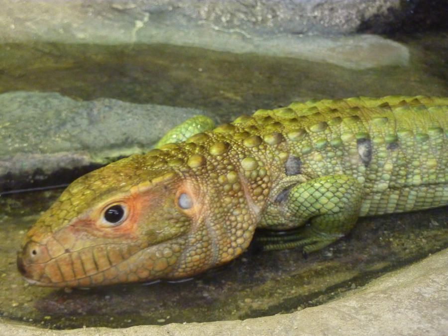 Blijdorp - Caiman Lizard