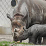 Rotterdam Zoo - Mother and daughter