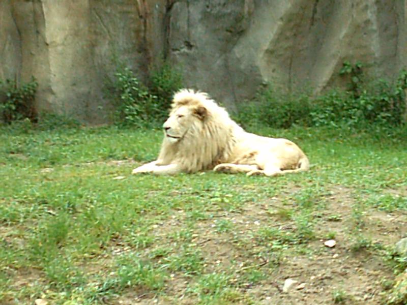 White Lion