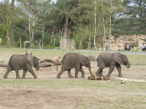 Safaripark Beekse Bergen - The 'Triplets'