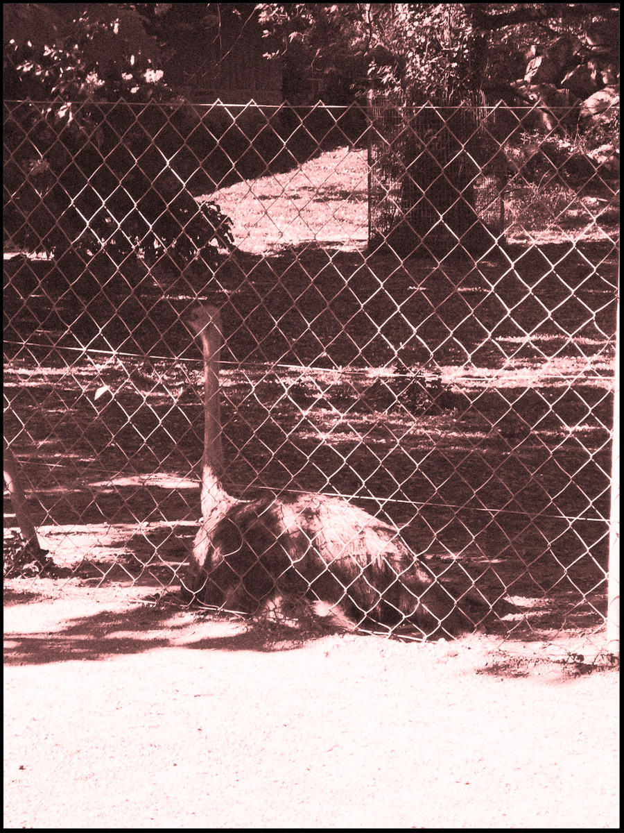 at the zoo II