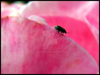 Rose Beetle