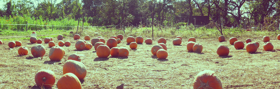 Pumpkin Picking