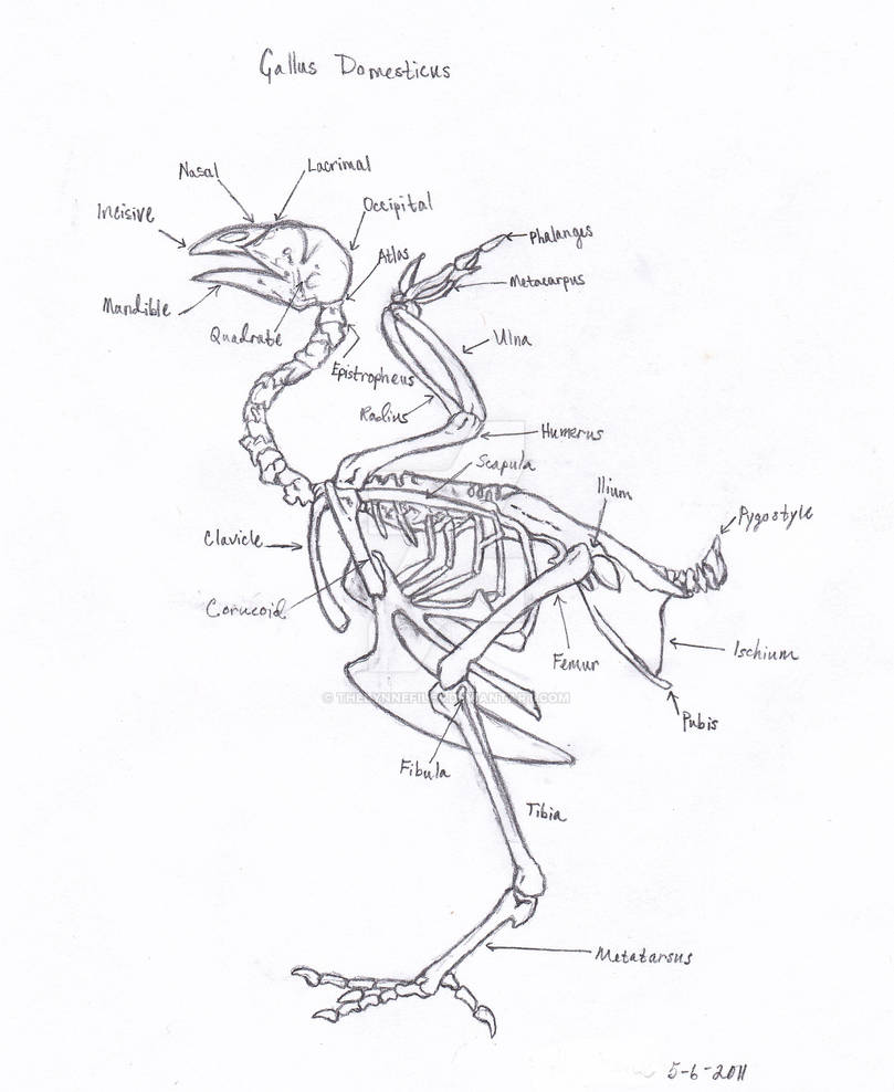 Gallus Domesticus Skeleton by TheLynneFiles on DeviantArt