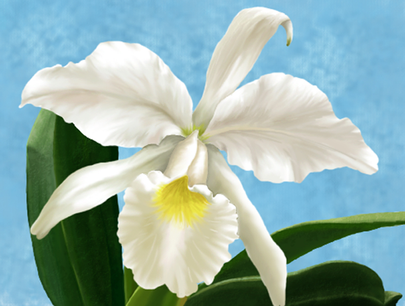 White Orchid