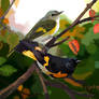 American Redstart