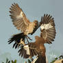 Northern Mockingbird Brawl