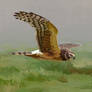 Northern Harrier