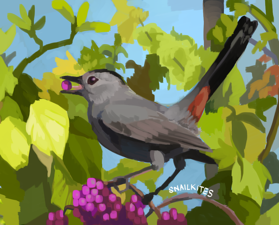 Gray Catbird