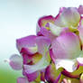 Flowas