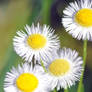 And more flowers