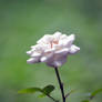White Rose