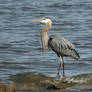 Blue Herring