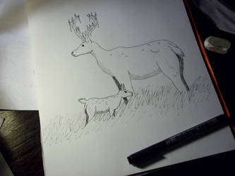 Deer and her son/ Ciervo con su hijo