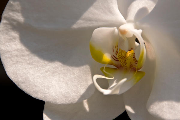 White Orchid