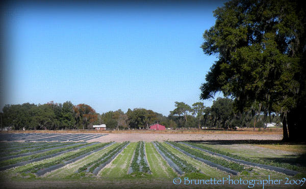 Farming in Florida