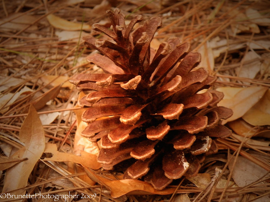 Ode To The Little Pine Cone