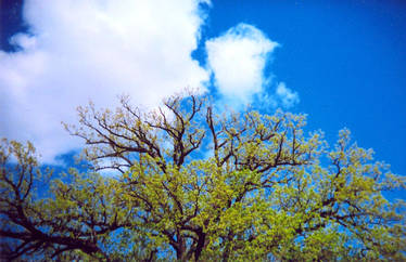 leaves on the sky