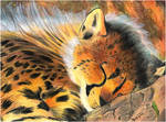 Little Cheetah by runandwine