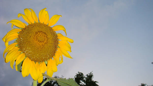 Another Sunflower