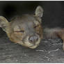 Fossa