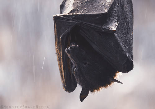 Shelter from the rain