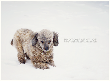 Fearsome Snow Beast