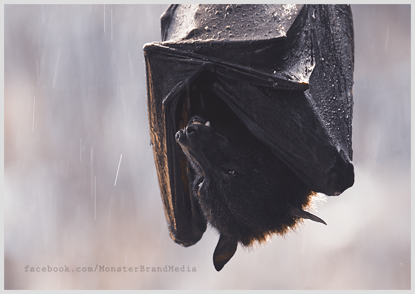 Shelter from the rain v.2 by MonsterBrand